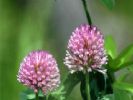 Red Clover Extract 